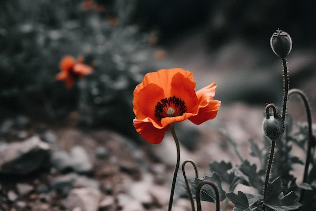 A flower that is red and black