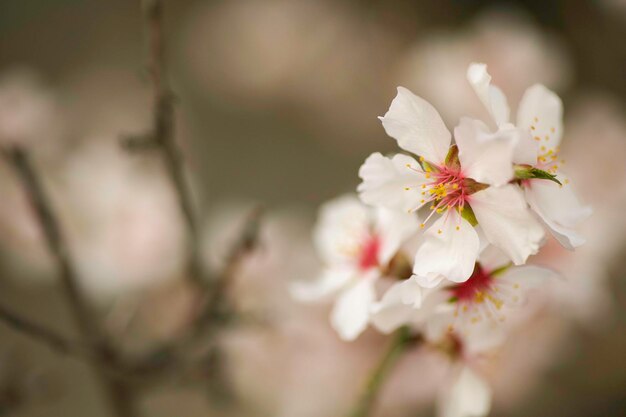 A flower that is white with pink and red