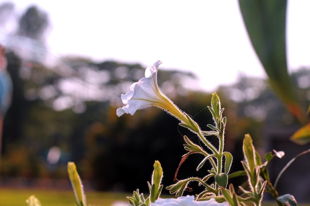 A flower that is white with the word " on it's side. "