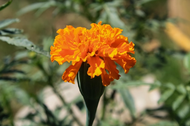 a flower that is yellow and orange with yellow tips