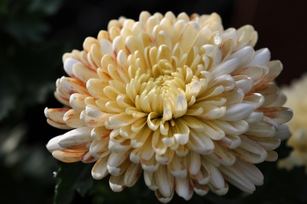 A flower that is yellow and white