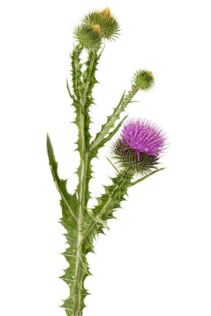 Photo flower of thistle lat carduus isolated on white background