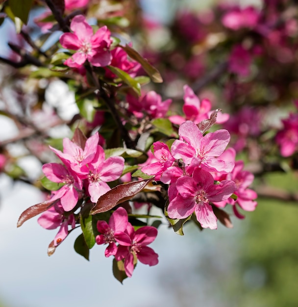 flower on the tree, flowering tree