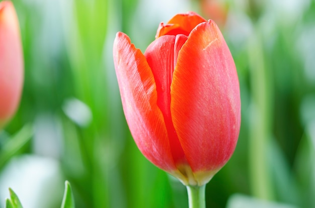 Flower tulips background