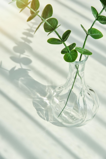 Flower vase Glass reflect sunlight shadow effect Summer still life scene Transparent glittering glasses of water Warm light vibe in sunny day