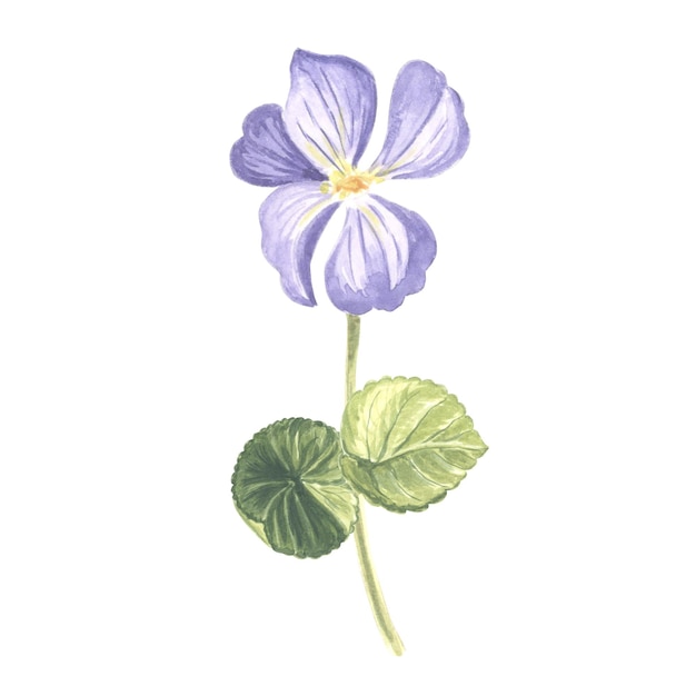 Flower violet with leaves watercolor garden pansy isolated hand drawn illustration of spring summer