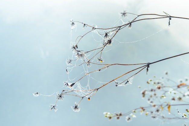 Flower and water drops on spider web 