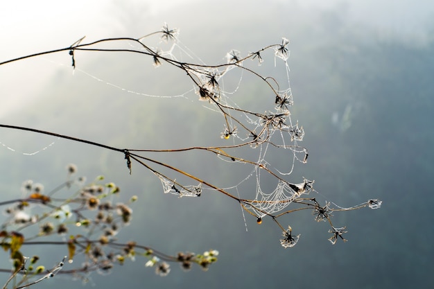 Flower and water drops on spider web 