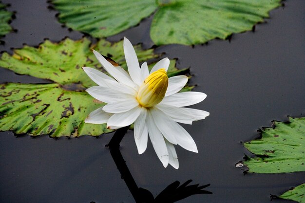 Flower of water lilies in a pond. Close-up.