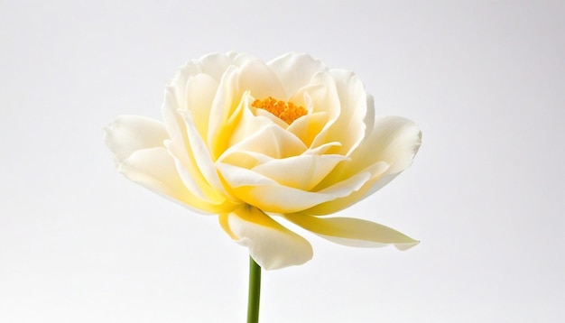 Flower on a white background ai generated