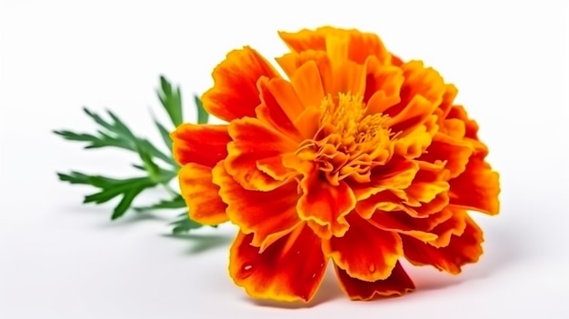 A flower on a white background with the word marigold on it