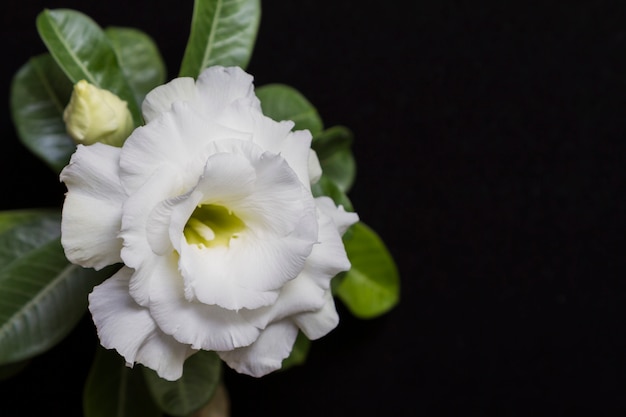 Flower white rose or adenium on black background