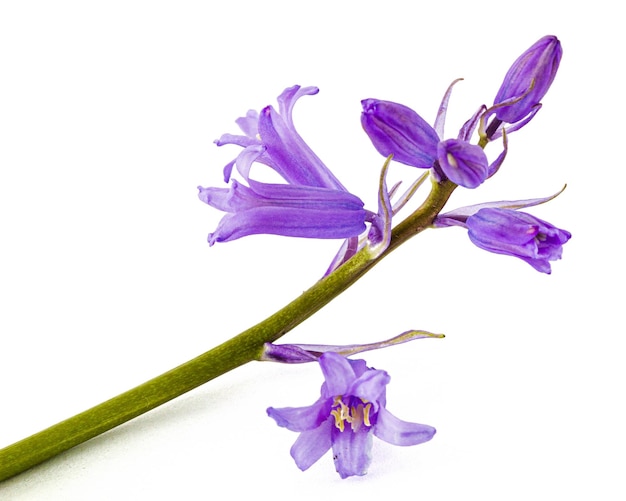 Flower of wild hyacinth lat Hyacinthoides hispanica isolated on white background