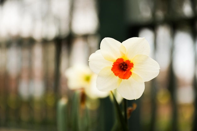 A flower in a window box