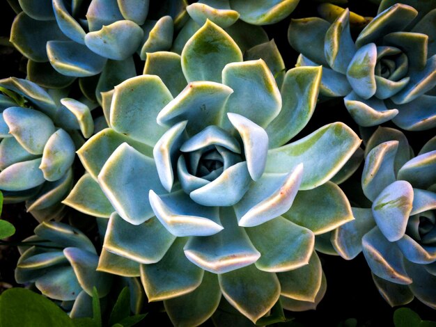 Photo a flower with a blue flower in the middle of it