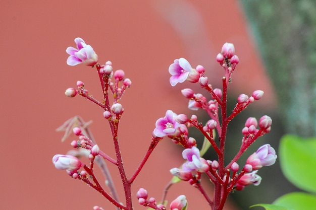 a flower with a bug on it is in front of a red wall