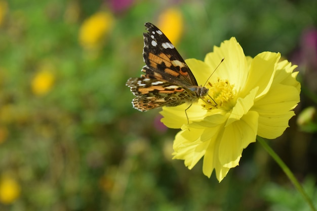 Flower with butterfly