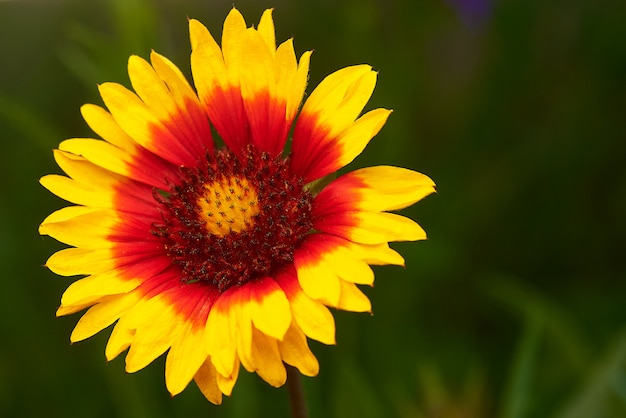 flower with colorful petals