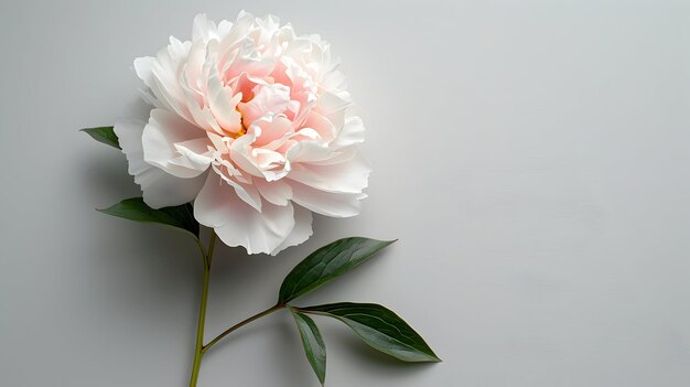 a flower with a pink center and a green leaf