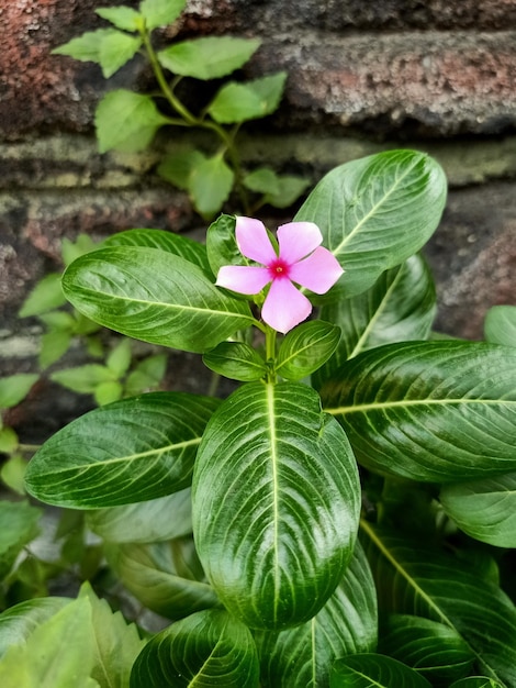 A flower with a pink flower in the center.