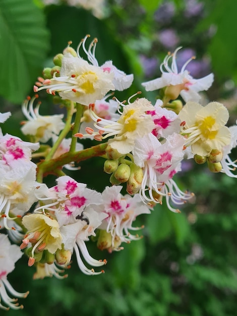 A flower with pink and yellow on it