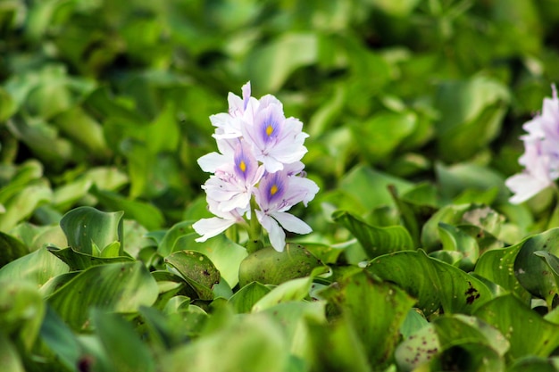 A flower with purple petals is surrounded by green leaves.