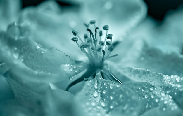 Flower with stamens closeup in trend color Tidewater green in water drops Abstraction natural background