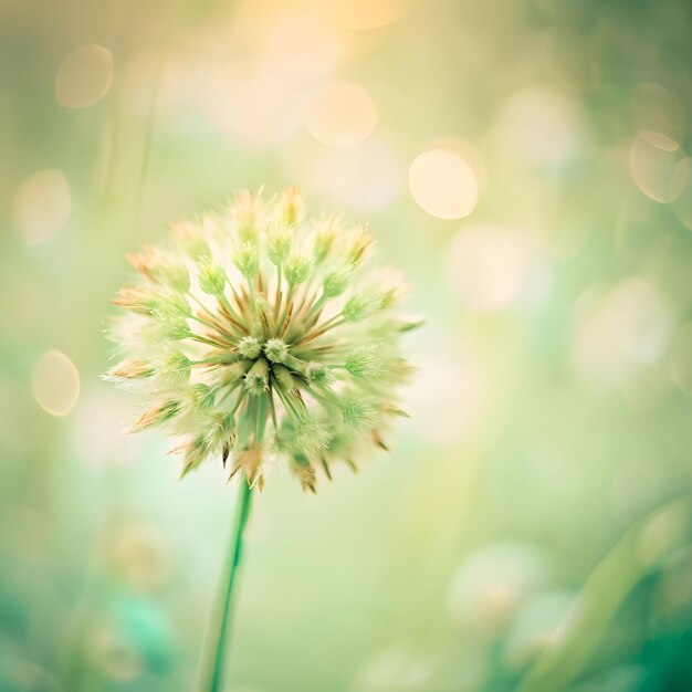 Photo a flower with the sun shining on it