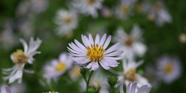 flower with water drops