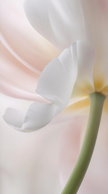 a flower with a white petal that says quot the name quot on it