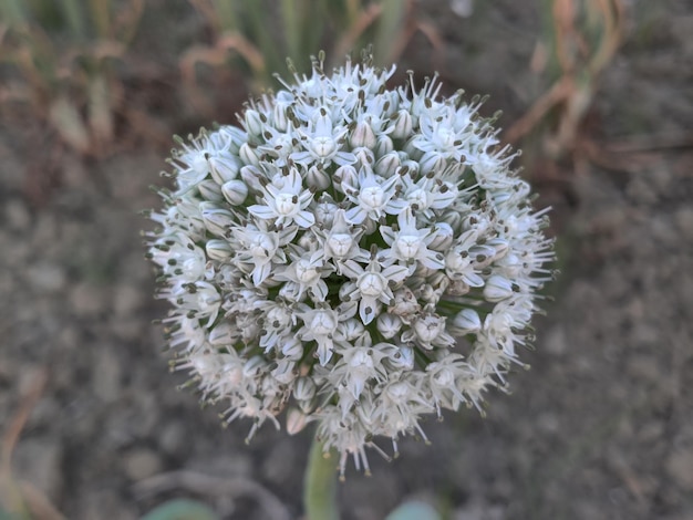 A flower with white petals and a green stem