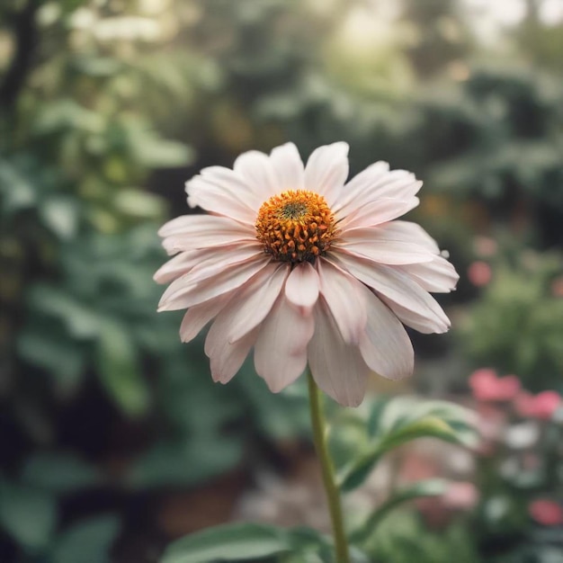 a flower with a yellow center that says  daisy