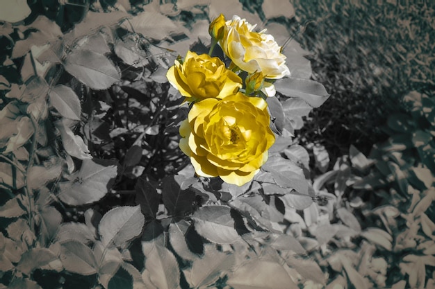 Flower of Yellow Rose in the summer garden Yellow Roses with shallow depth of field Beautiful Rose in the sunshine Yellow garden rose on a bush in a summer garden Flower bush