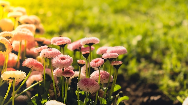 Flowerbed of beautiful colorful flowers on green lawn background wallpaper background Group