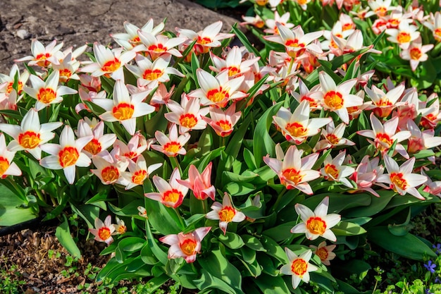 Flowerbed of beautiful tulips in the park at spring