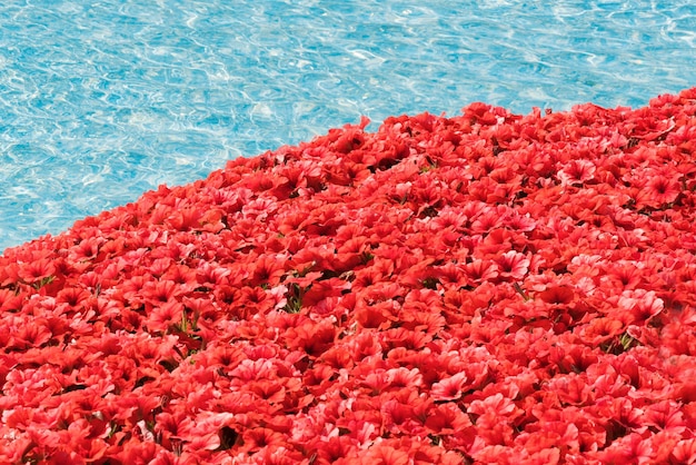 Flowerbed of bright red flowers and water