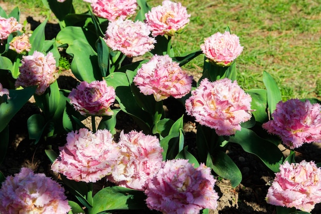 Flowerbed of double tulips in the park at spring