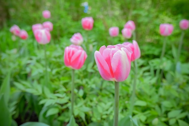 Flowerbed of pink tulips in the park in spring in sunlightMany buds of pink blossoming tulip in the garden Flowerbed with flowers in spring