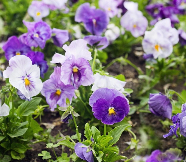 Flowerbed of violet and white viola tricolor heartease flowers beauty in nature