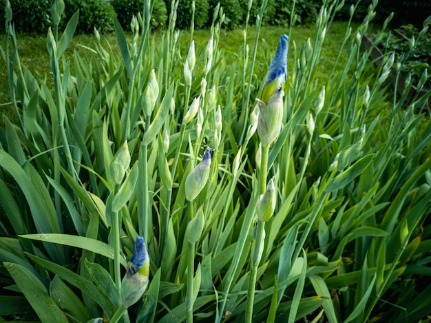 Flowerbed with blossoming buds of irises Growing Iris germanica