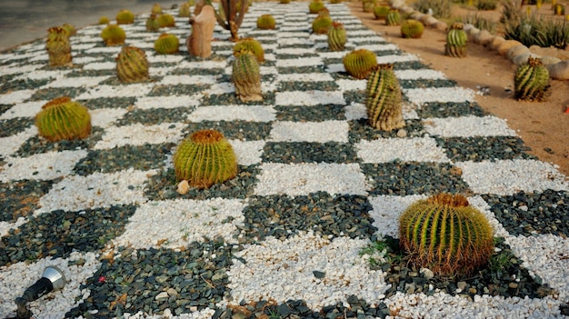 Flowerbed with cacti in Thailand