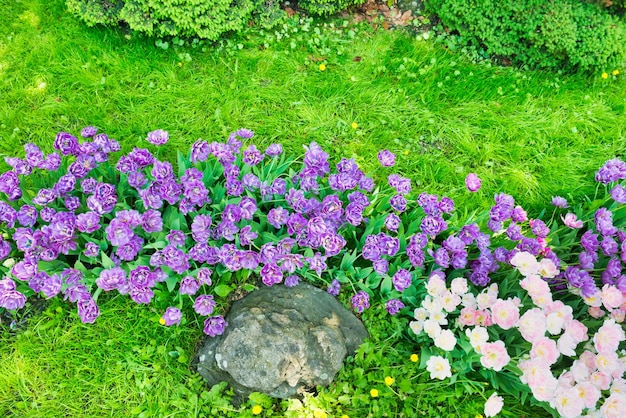 Photo flowerbed with purple and pink flowers tulips and green grass