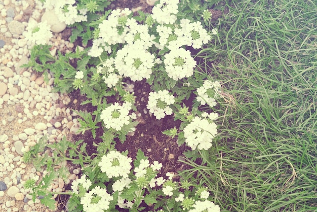 Flowerbed with small white flowers and stones Toned