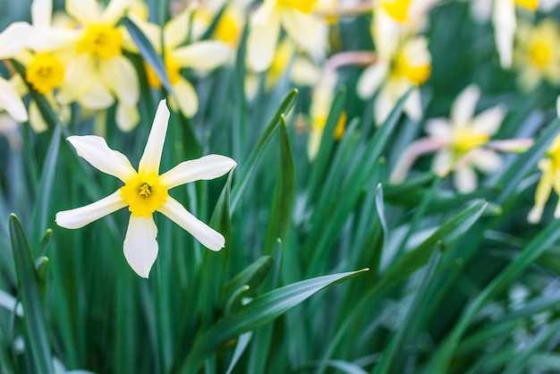 A flowerbed with white and yellow flowers daffodils