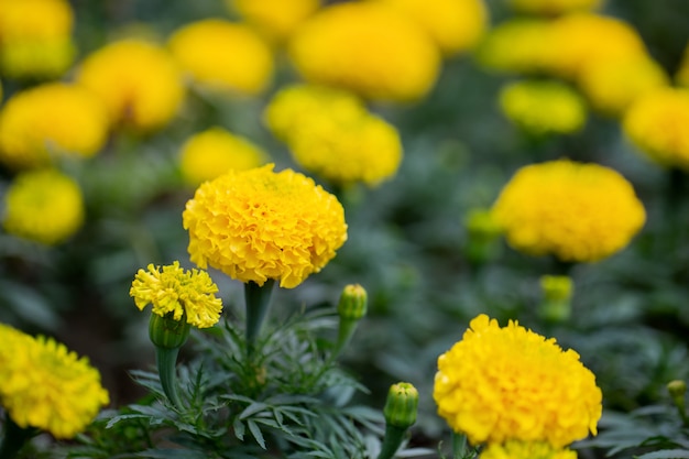 Flowerbed with yellow marigolds and blurred wall