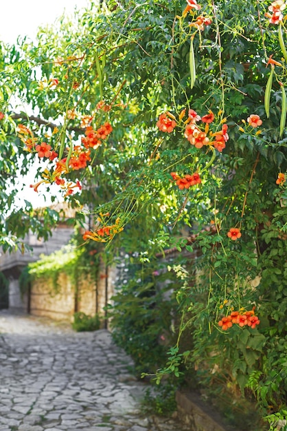 Flowercovered streets of the southern city Narrow street with flowers and old stone houses