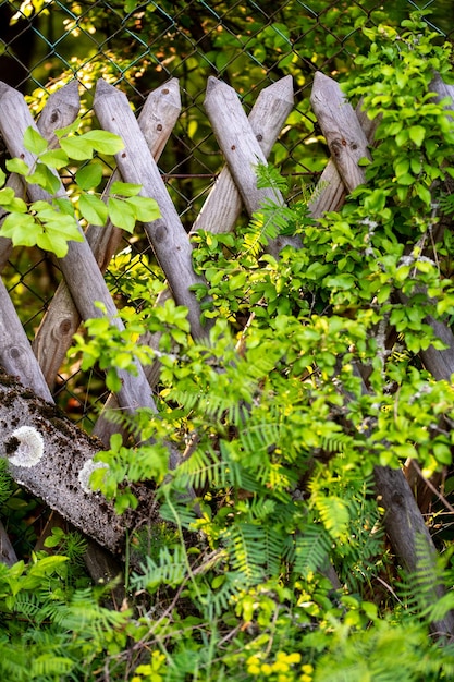 Flowered Fence