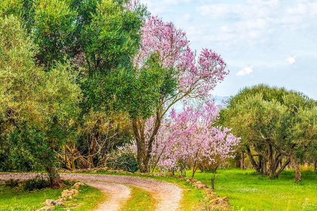 Flowered garden in spring