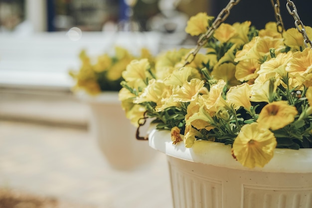 Flowered yellow petunias in pots Commercial gardening