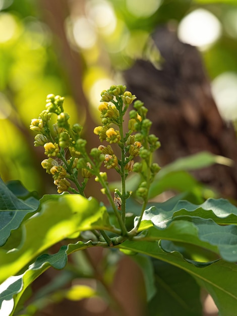 Flowering Angiosperm Tree